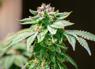 Close up shot of a cannabis plant blossom