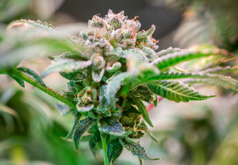 Close up shot of a cannabis plant blossom
