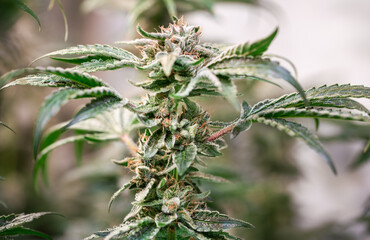 Close up shot of a cannabis plant blossom