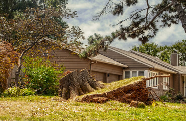 Uprooted large tree sawed off to stump but tilting out of residential yard by brick house after supercell even