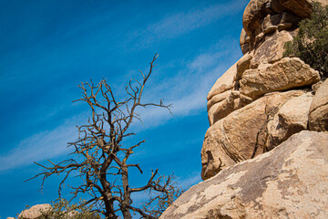 joshua tree national park