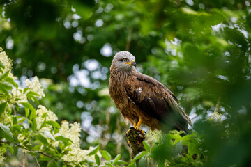 Black kite, Milvus migrans, perched on branch in elder flower surrounded by blossoms. Endangered bird of prey in windy day. Cute bird with beautiful eyes and feather. Wildlife nature. Natural habitat.