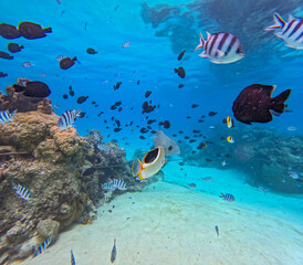Naklejka na ściany i meble Under water in Bora Bora, French Polynesia