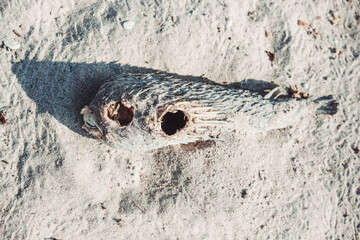 Dried pufferfish carcass on sandy Delisha Beach, Socotra Island, Yemen.
