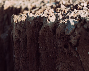 Close-up of weathered limestone rock formation on Delisha Beach, Socotra.
