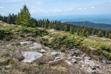 Obraz premium Spring view of Konyarnika area at Vitosha Mountain, Bulgaria