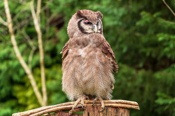 Verreaux eagle owl sitting on a branch. Milky own or bubo lateus is one of the most popular species on african safari tourism