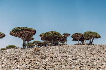 Fototapeta na wymiar Dragonblood trees on Diksam Plateau on Socotra Island, Yemen