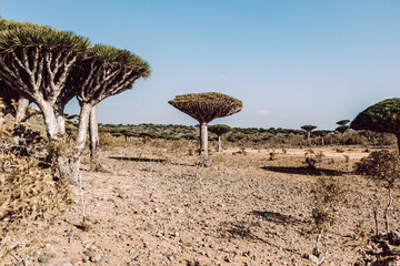 Fototapeta na wymiar Dragonblood trees on Diksam Plateau on Socotra Island, Yemen