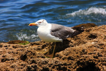 Seagull Bird on Essaouira beach, Morocco