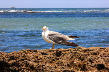 Seagull Bird on Essaouira beach, Morocco