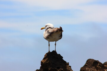 Seagull Bird on Essaouira beach, Morocco