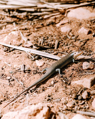 Lizard basking on dry sandy ground in Socotra, Yemen.