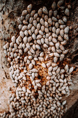 Close-up of tree trunk covered with snail shells on the trail to Hoq Cave in Socotra, Yemen