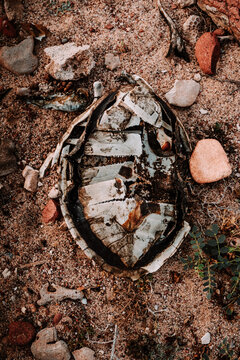 Weathered turtle shell on sandy ground in Socotra, Yemen.
