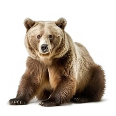 Obraz premium Brown bear on white background