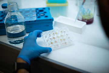 cell culture