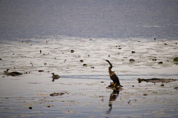 seagulls on the beach