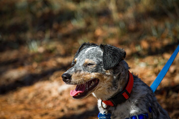 blue heeler