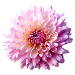 Chrysanthemum photo on a white background