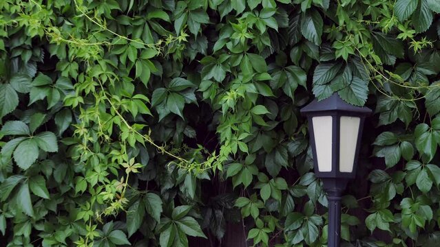 garden lamp and Ivy completely covers the wall of the building, the natural green area outside. background, texture