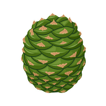 Vector illustration, Araucaria bidwillii, commonly known as bunya pine tree, bunya-bunya, or monkey puzzle tree, isolated on white background.