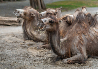 Camels laying in sand and eating very high quality