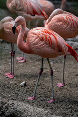 high quality flamingo is walking