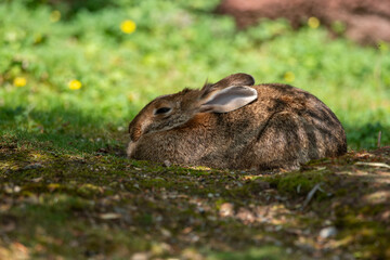 Rabbit is laying in the grass and looing into the camera high quality