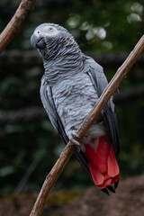 Obraz premium Singing parrot sitting on a tree high quality