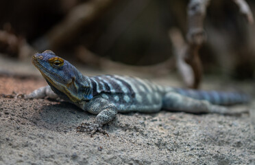 Colourful lizard is laying and looking into the camera high quality