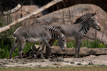 two zebras standing next to each other high quality