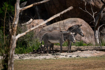 Fototapeta na wymiar two zebras standing next to each other high quality