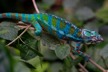 Colourful chameleon in blue and green very high quality and close up