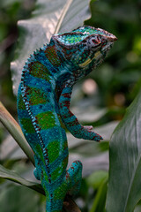 Colourful chameleon in blue and green very high quality and close up