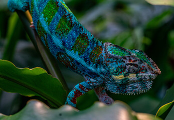 Colourful chameleon in blue and green very high quality and close up © Joel
