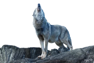 Foto op Plexiglas 崖の上で遠吠えをするオオカミ © maruboland