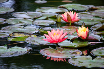 香川県栗林公園のスイレン