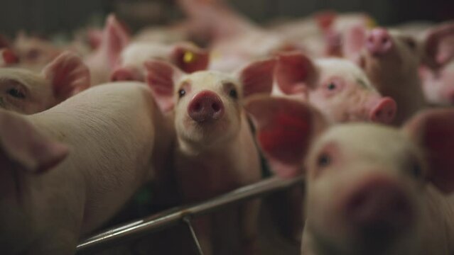 Small piglets, piglets on a pig farm, a pen of small piglets, a pig farm