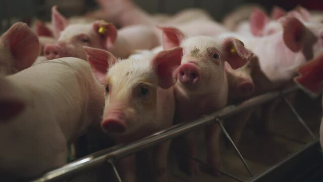 Small piglets, piglets on a pig farm, a pen of small piglets, a pig farm