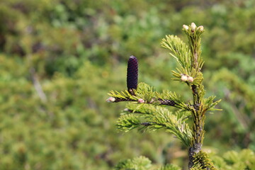 fir tree with black purple cone
