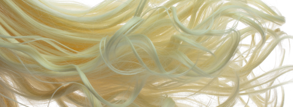 Long Curl Wig hair style fly fall explosion. Blonde wave woman wig hair float in mid air. Golden blonde wig hair wind blow cloud throw. White background isolated part