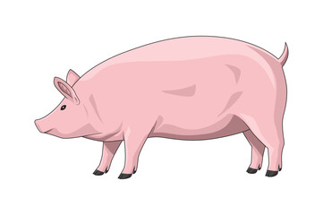 Big fat pig. Vector illustration, isolated on white background, side view, animal cartoon
