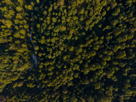 pinos