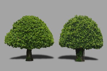 two green trees isolated background  