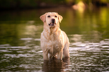 Pies rasy labrador retriver w wodzie - obrazy, fototapety, plakaty