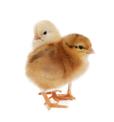 Two cute fluffy baby chickens on white background