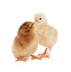 Obraz premium Two cute fluffy baby chickens on white background