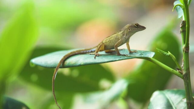 Young lizard posing on top of a leaf blowing in the wind.