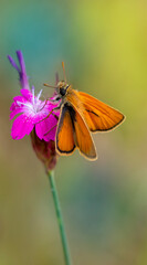 Small skipper butterfly isolated on pink flower. orange butterfly on pink flower. Thymelicus sylvestris.